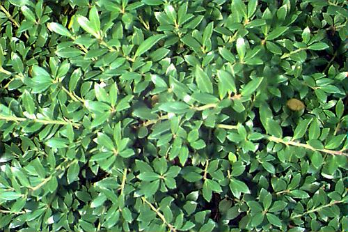 معرفی و راهنمای پرورش درختان زینتی - خاس